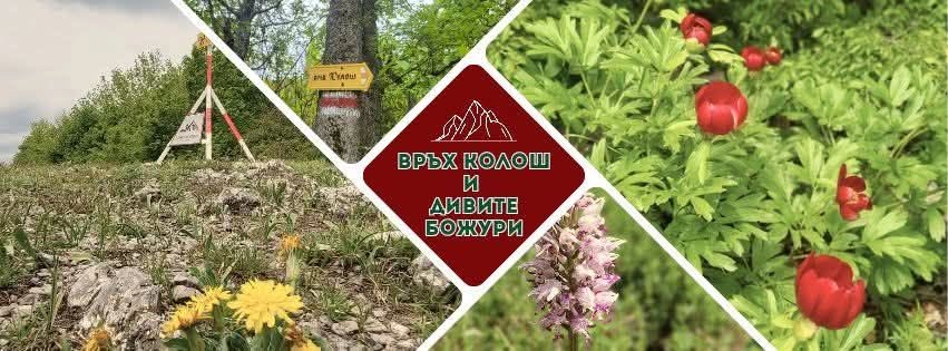 Диви божури по склоновете на Конявската планина